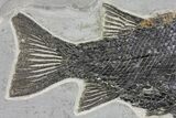 Superb Fossil Ray-Finned Fish (Paralepidotus) - Austria #165782-4